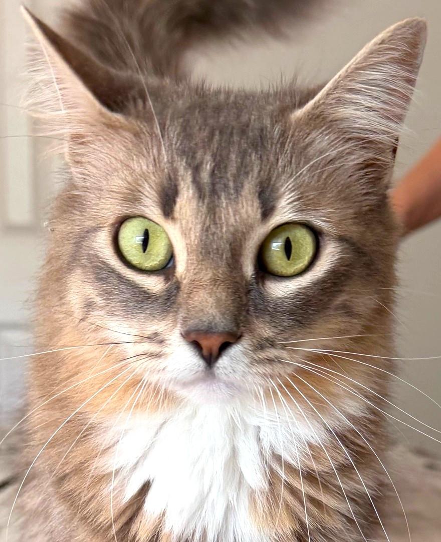 Enlarge Jasmine, a ADOPTABLE mixed breed in Austin, TX image 1/6
