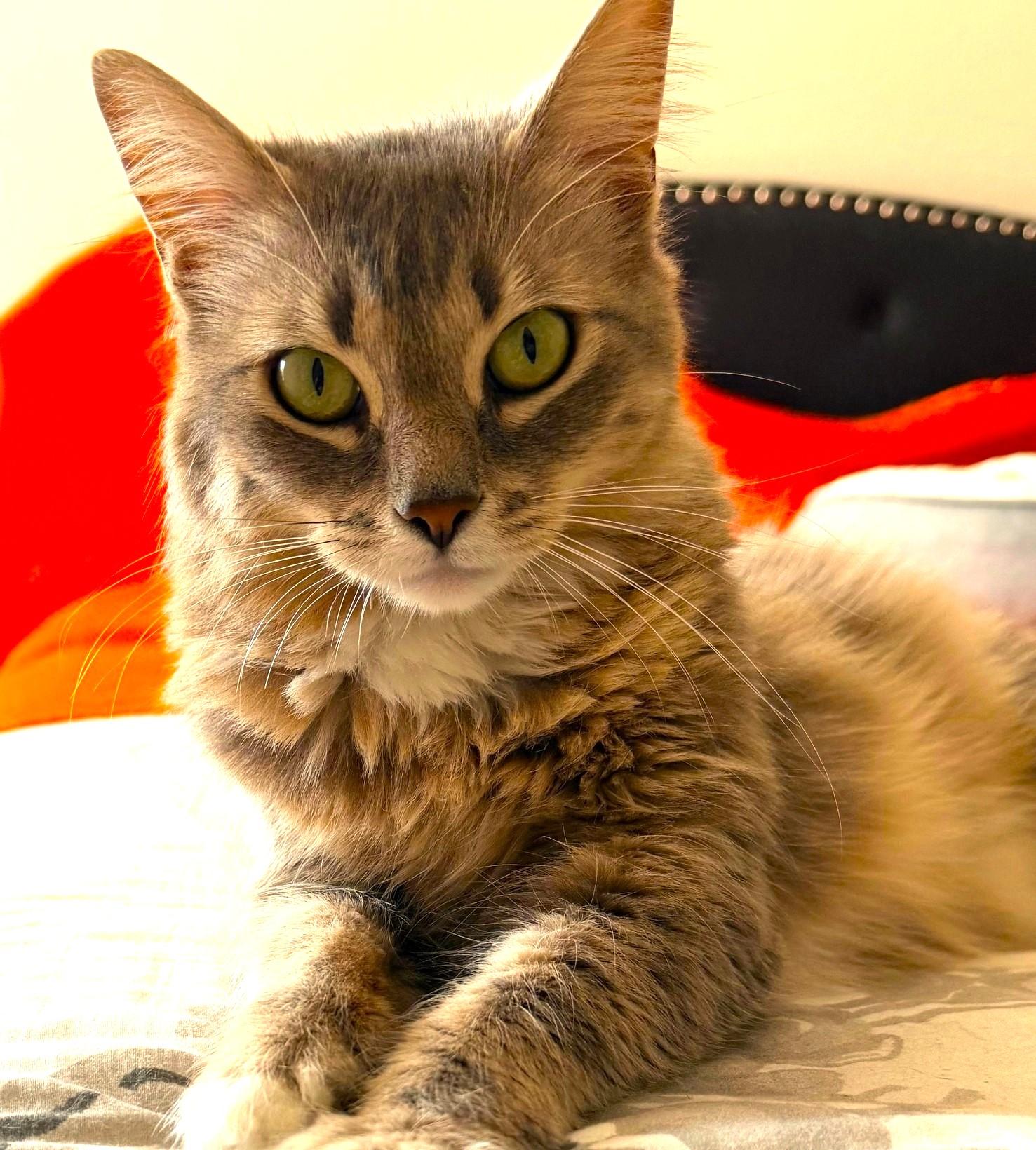 Enlarge Jasmine, a ADOPTABLE mixed breed in Austin, TX image 2/6