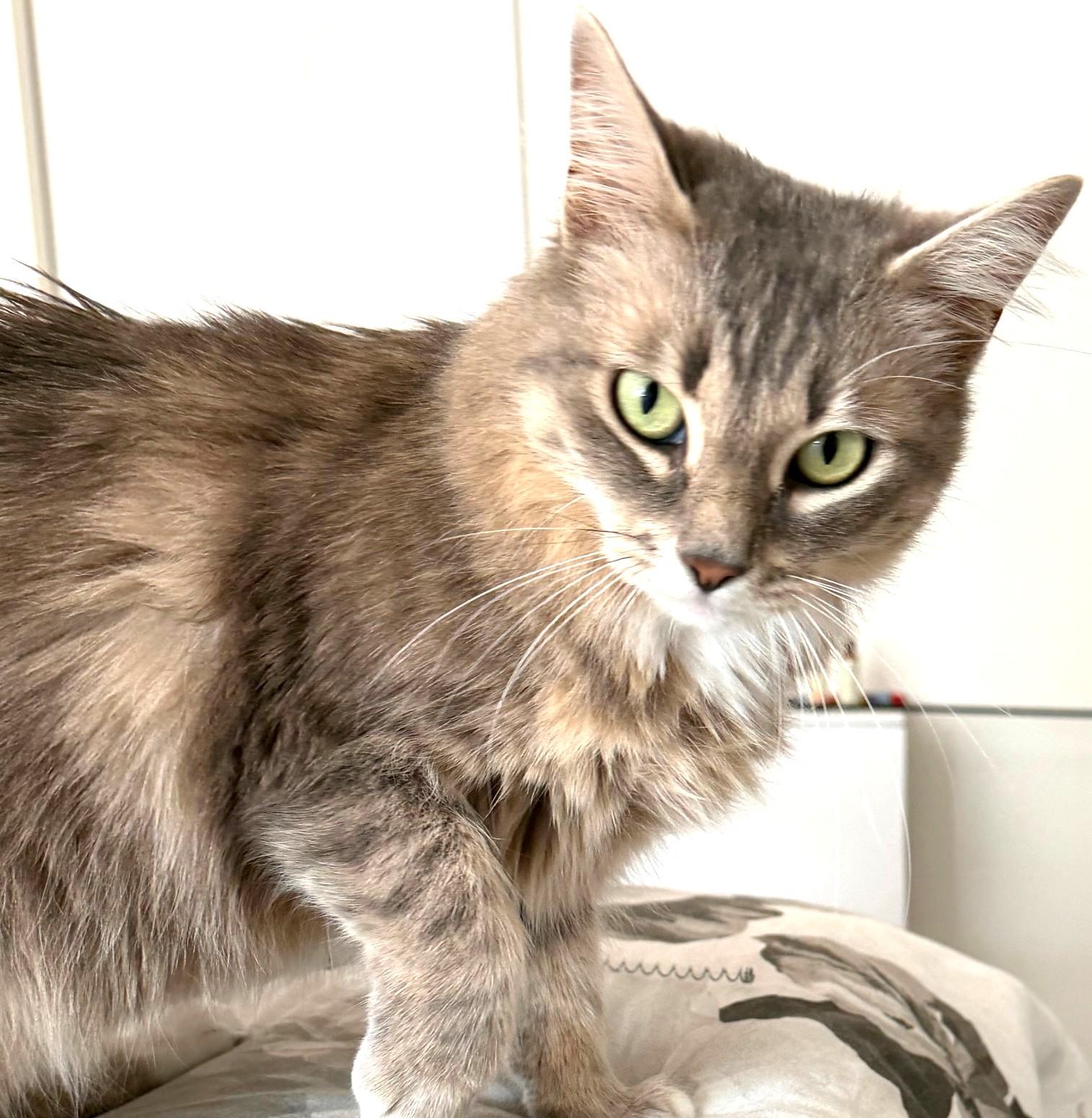 Enlarge Jasmine, a ADOPTABLE mixed breed in Austin, TX image 4/6
