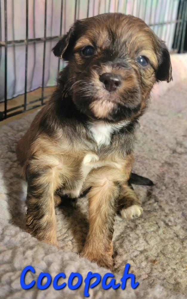 Enlarge Cocopah, a Adopted mixed breed in Willcox, AZ image 1/2