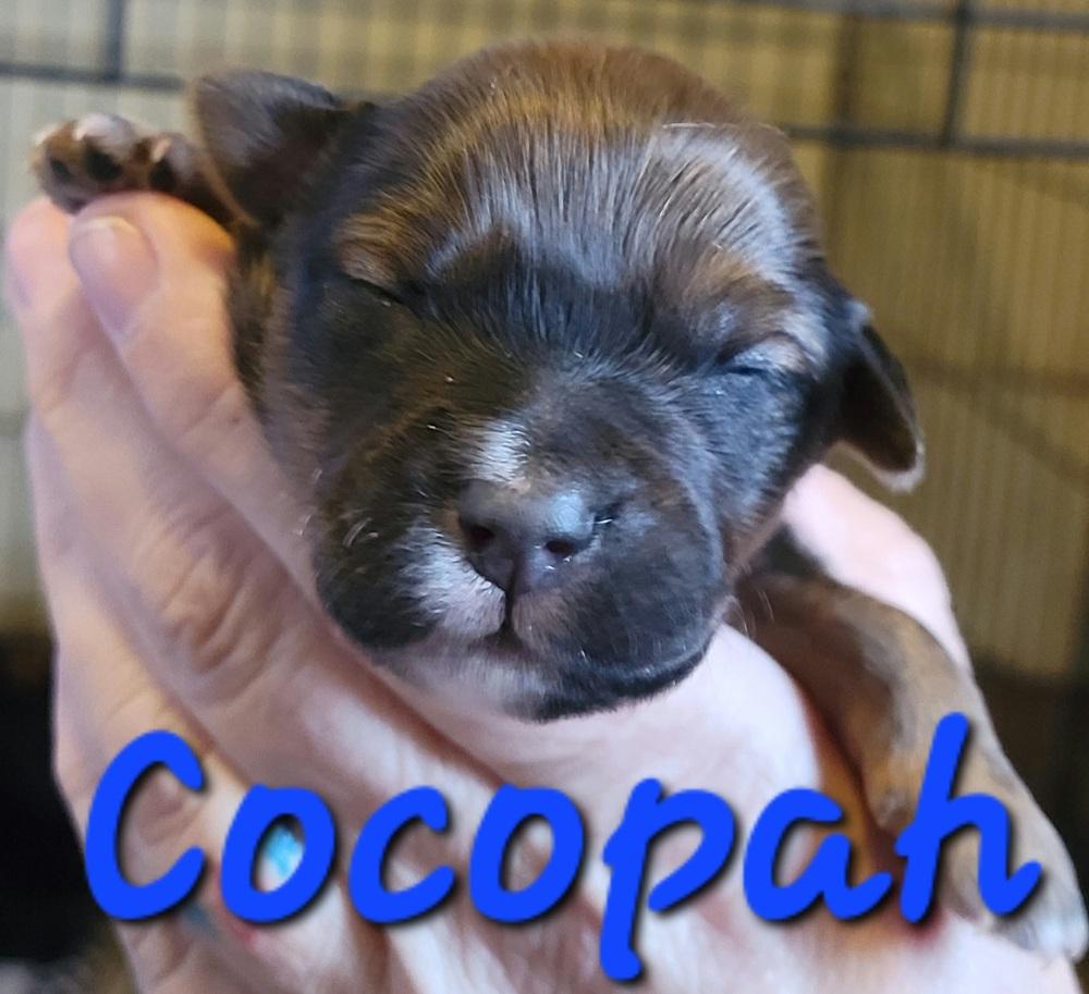 Enlarge Cocopah, a Adopted mixed breed in Willcox, AZ image 2/2