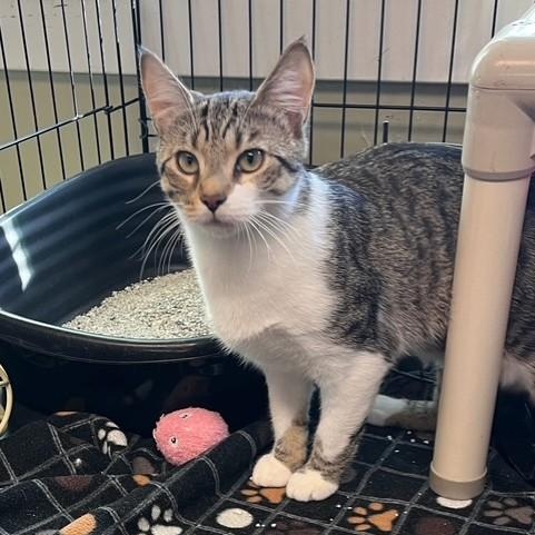 Tinsel, adoptable, Young Female Domestic Short Hair.