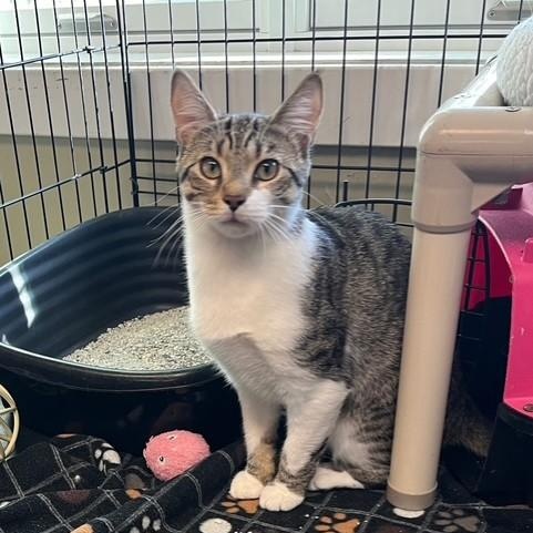 Tinsel, an adoptable Domestic Short Hair in Attleboro, MA image 3/3