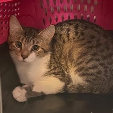 Enlarge Tinsel, a ADOPTABLE Domestic Short Hair in Attleboro, MA image 1/1