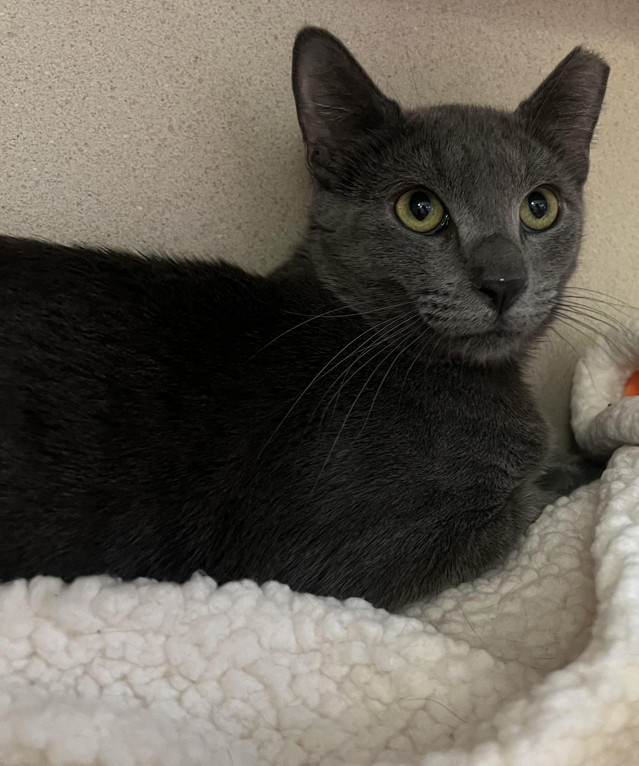 Elliot, an adoptable mixed breed in Salem, NH image 1/3