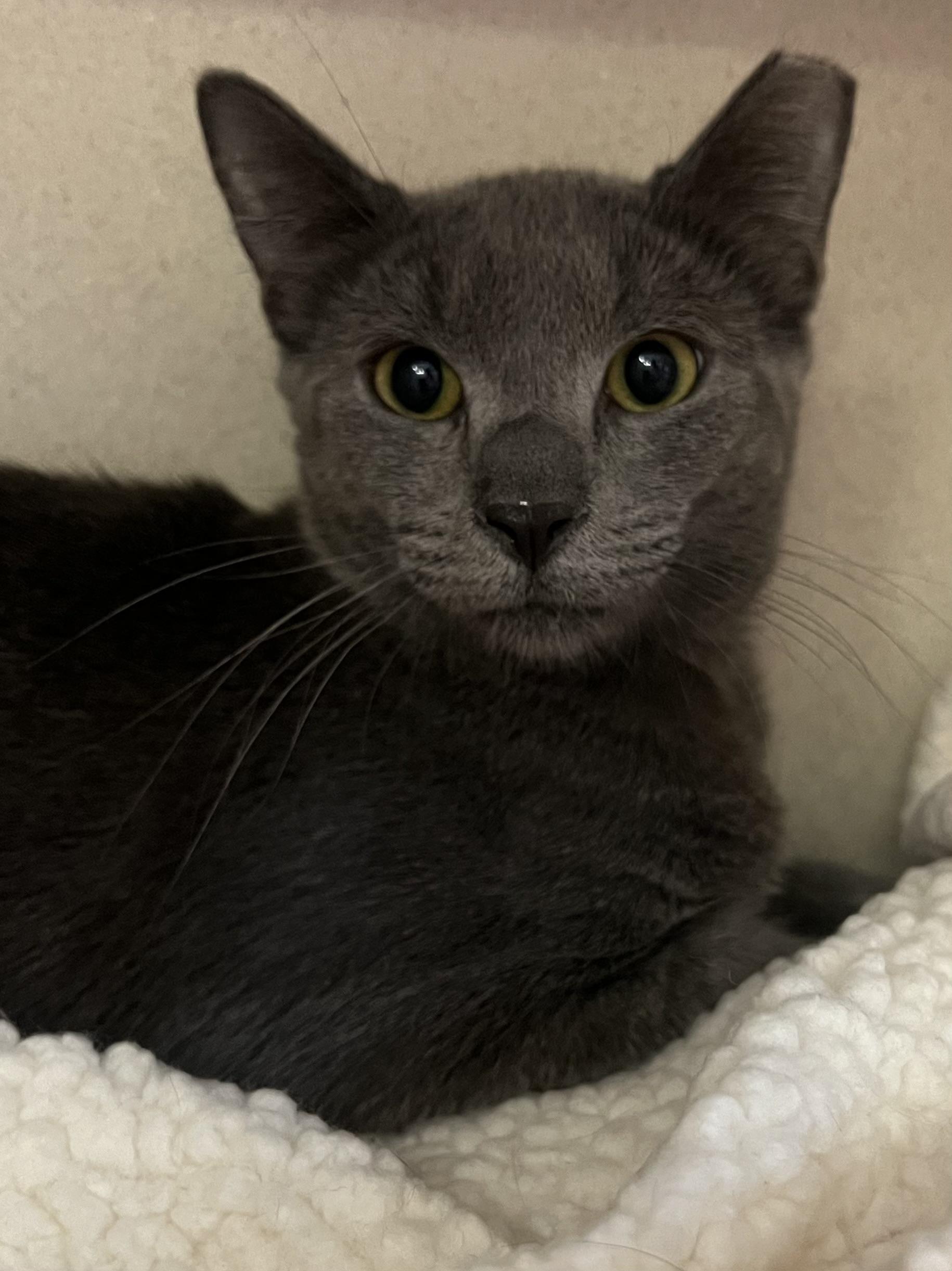 Elliot, an adoptable mixed breed in Salem, NH image 2/3