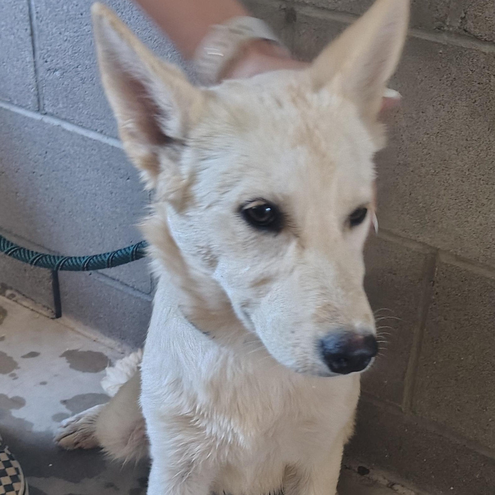 Judy, ADOPTABLE, Young Female German Shepherd Dog.