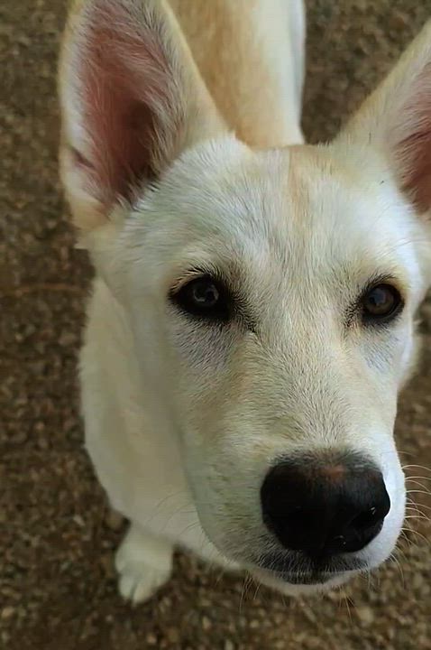 Enlarge Judy, a ADOPTABLE mixed breed in Parker, AZ video 1/2