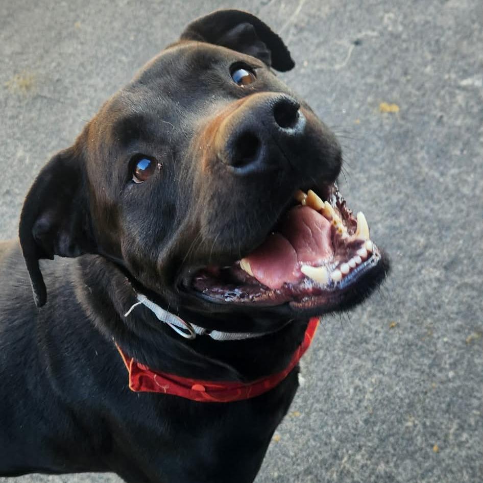 Kyzer, Adoptable, Adult Male Pit Bull Terrier & Black Labrador Retriever.