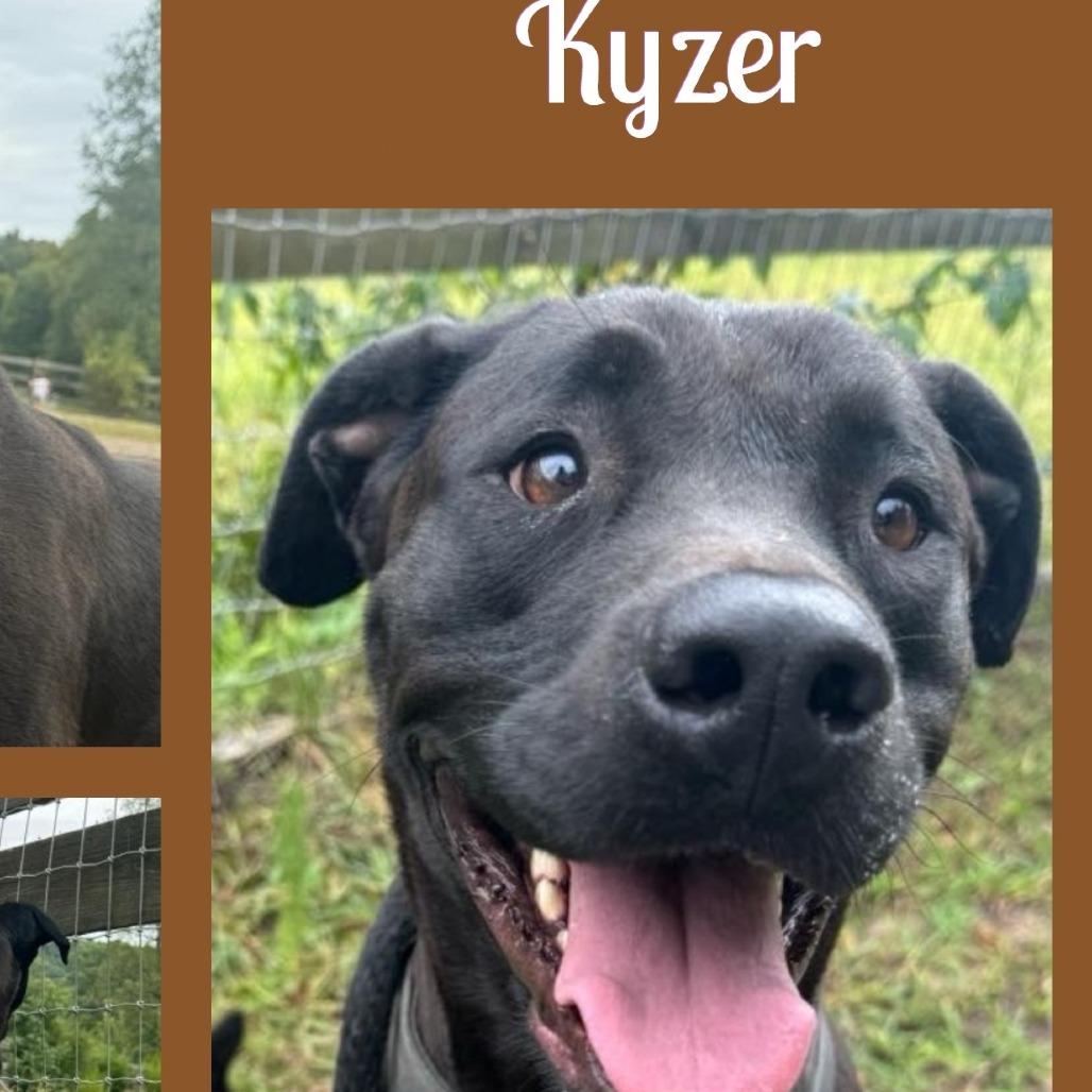 Enlarge Kyzer, a Adoptable mixed breed in Cleveland, TN image 2/4