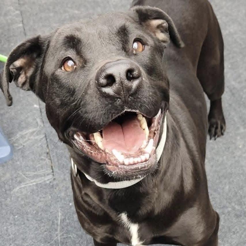 Enlarge Kyzer, a Adoptable mixed breed in Cleveland, TN image 3/4