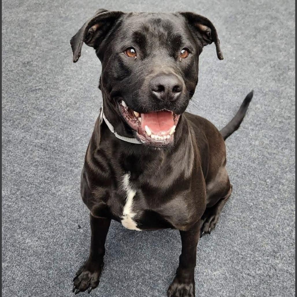 Enlarge Kyzer, a Adoptable mixed breed in Cleveland, TN image 4/4