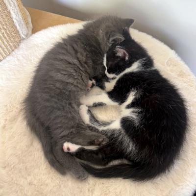 Enlarge Chapman, a ADOPTABLE Domestic Medium Hair in Mississauga, ON image 3/3