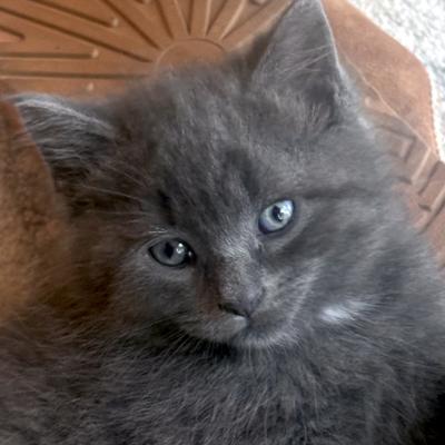 Chapman, ADOPTABLE, Kitten Male Domestic Medium Hair.