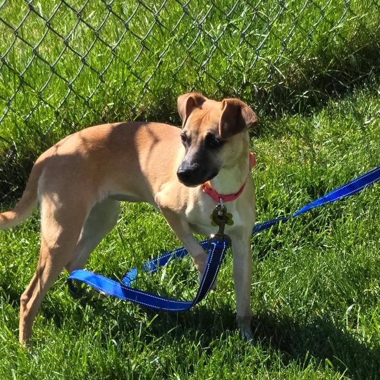 Enlarge Holly, a Adoptable Chihuahua in Saint John, IN image 1/1