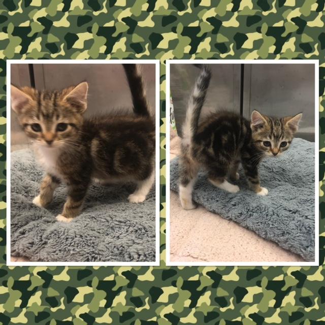 CERSEI, ADOPTABLE, Kitten Male Domestic Short Hair.