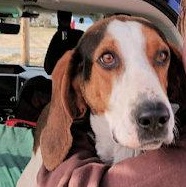 Cupid's Valentine (GA), ADOPTABLE, Young Female Treeing Walker Coonhound.