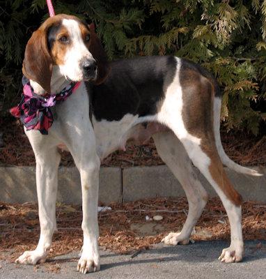 Enlarge Cupid's Valentine (GA), a ADOPTABLE Treeing Walker Coonhound in Ranger, GA image 2/5