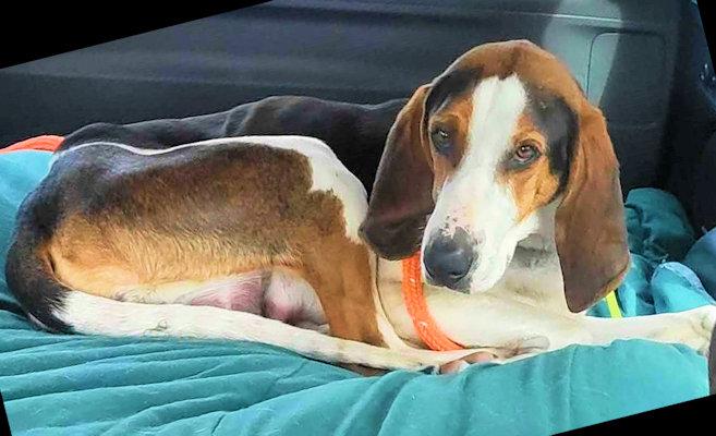 Enlarge Cupid's Valentine (GA), a ADOPTABLE Treeing Walker Coonhound in Ranger, GA image 4/5