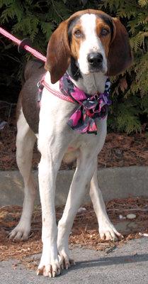 Enlarge Cupid's Valentine (GA), a ADOPTABLE Treeing Walker Coonhound in Ranger, GA image 3/5
