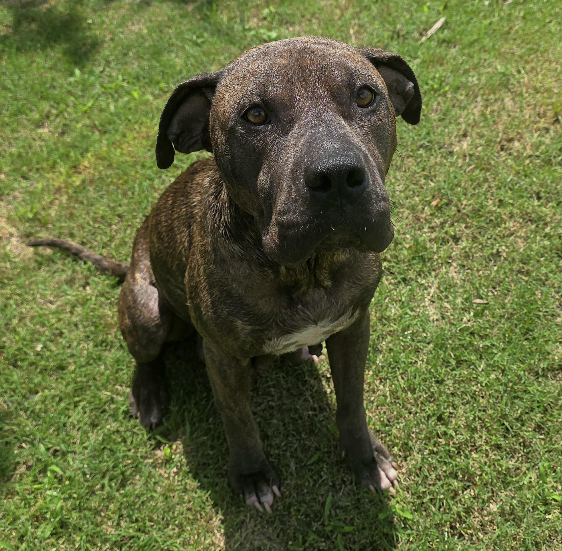 Enlarge Maisy, a Adoptable mixed breed in Londonderry, NH image 1/5