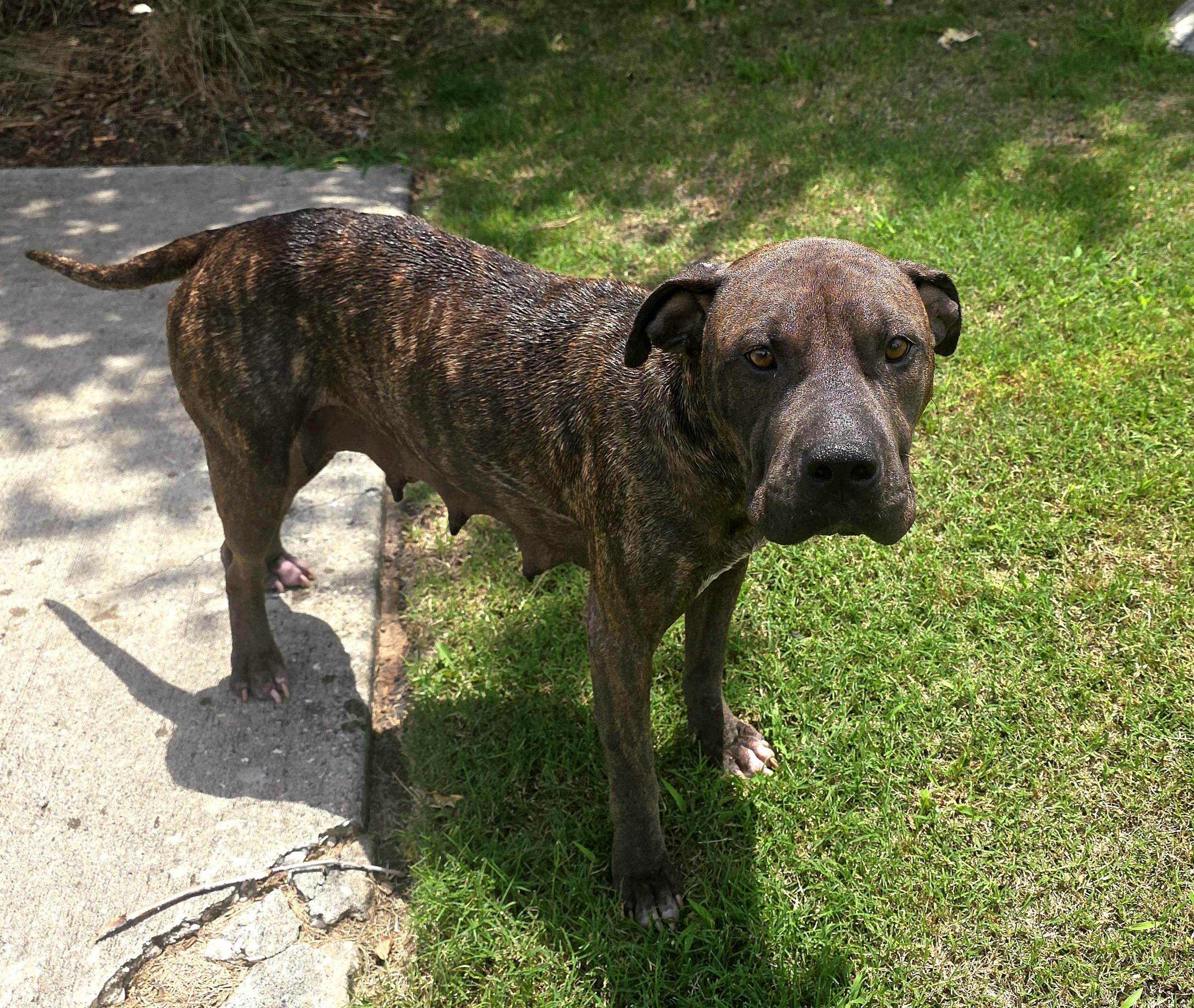 Enlarge Maisy, a Adoptable mixed breed in Londonderry, NH image 2/5