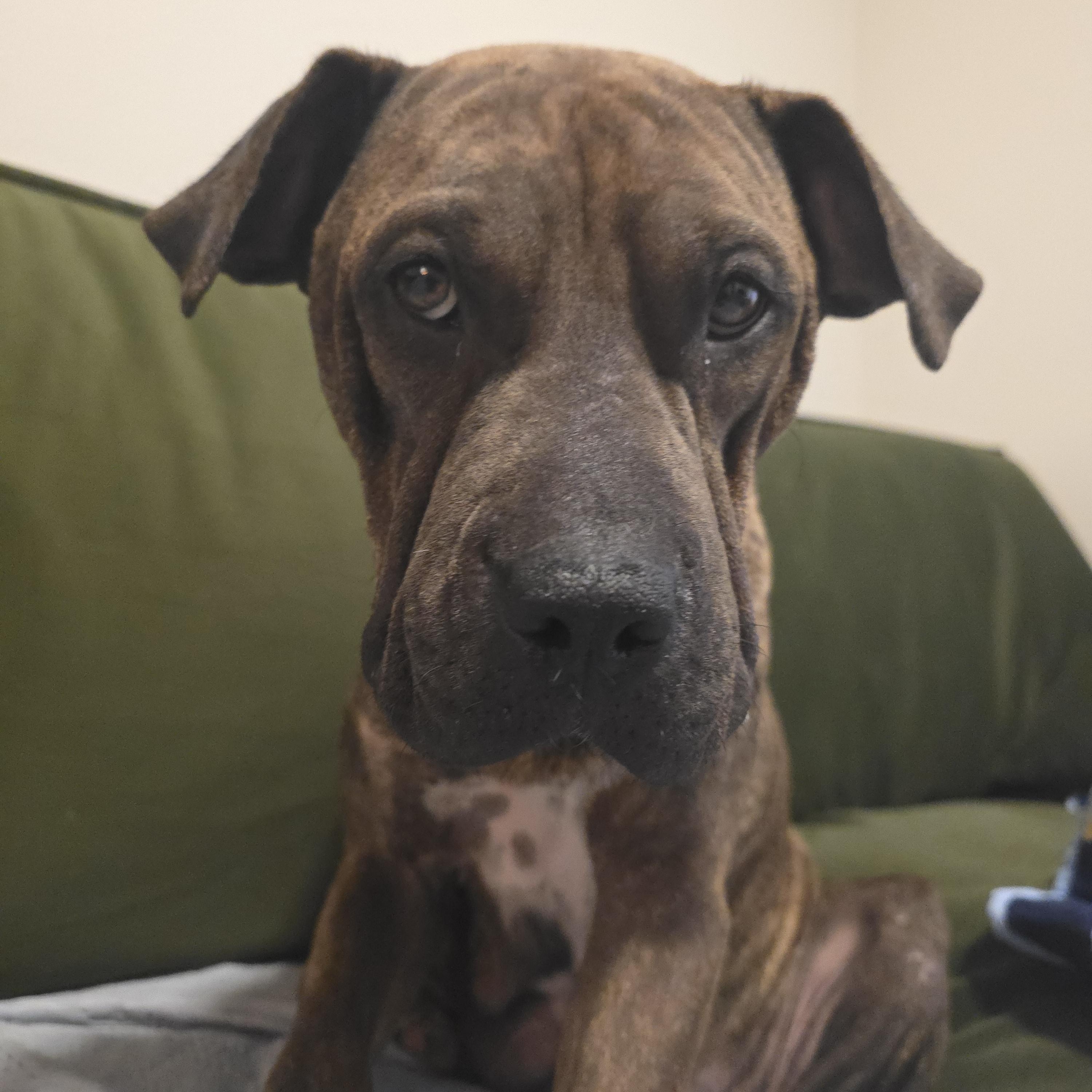 Enlarge Maisy, a Adoptable mixed breed in Londonderry, NH image 5/5