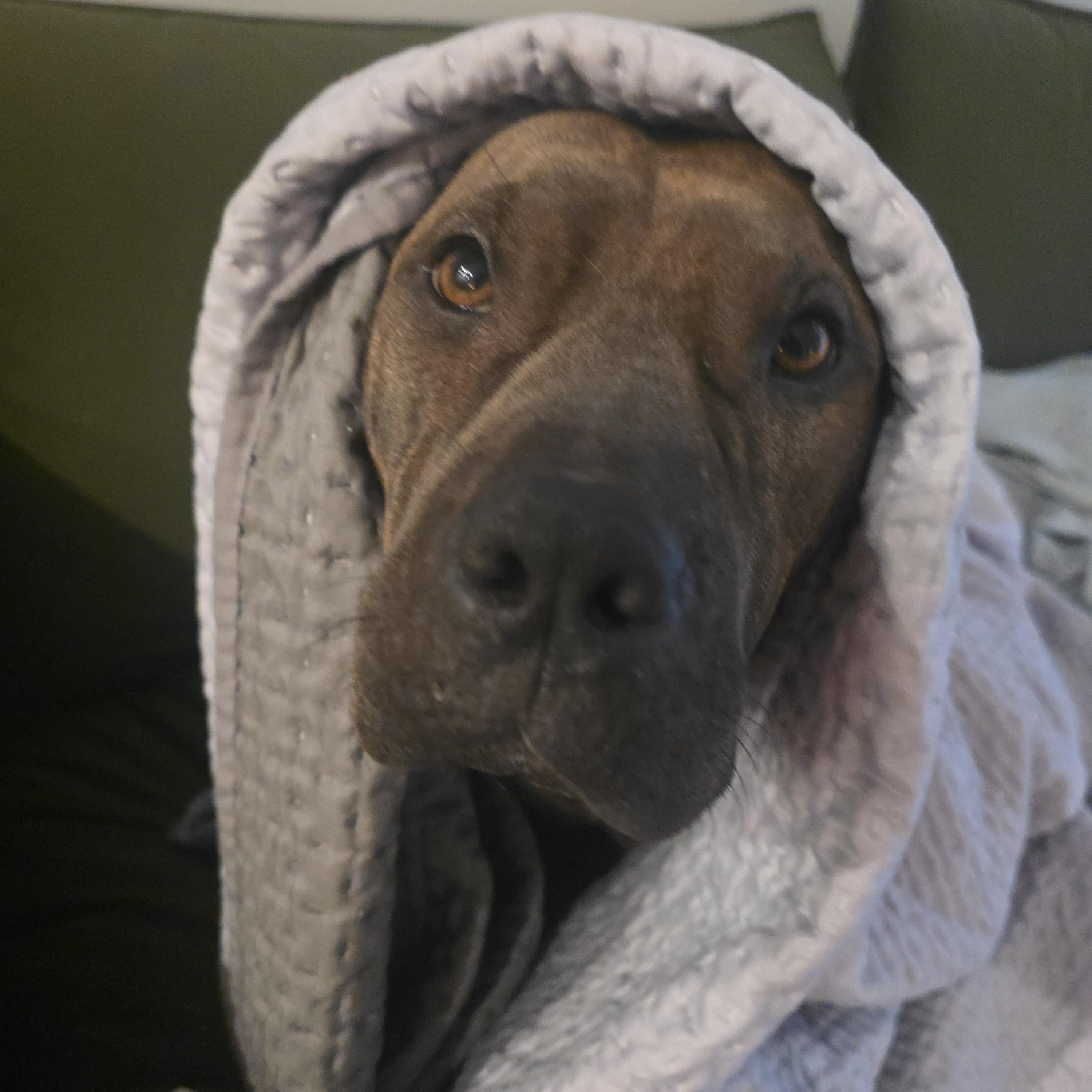 Enlarge Maisy, a Adoptable mixed breed in Londonderry, NH image 4/5