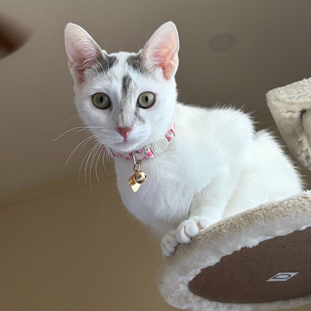 Enlarge Cow, a Adoptable Domestic Short Hair in Escondido, CA image 1/6