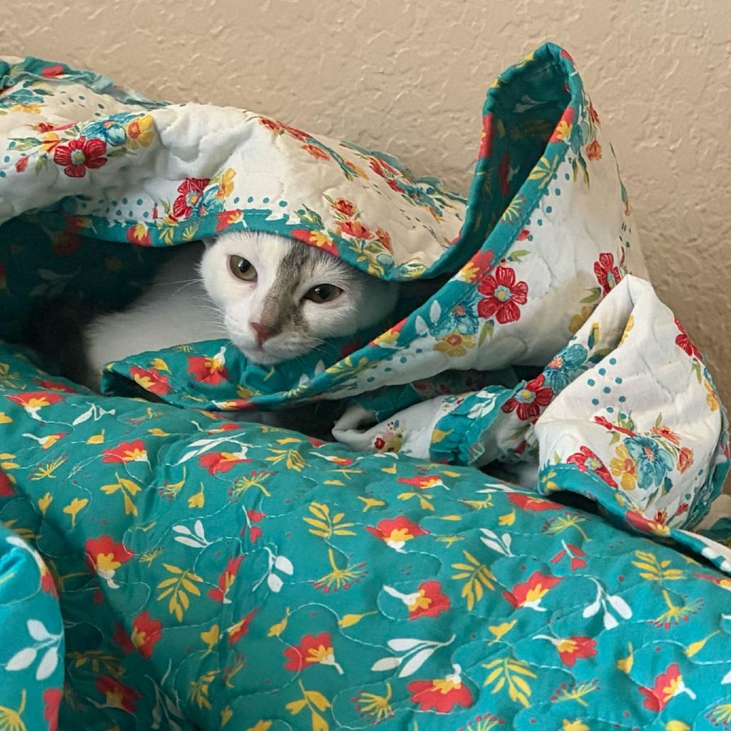 Enlarge Cow, a Adoptable Domestic Short Hair in Escondido, CA image 2/6