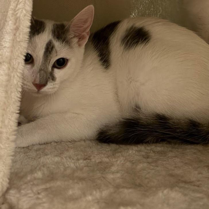 Enlarge Cow, a Adoptable Domestic Short Hair in Escondido, CA image 4/6