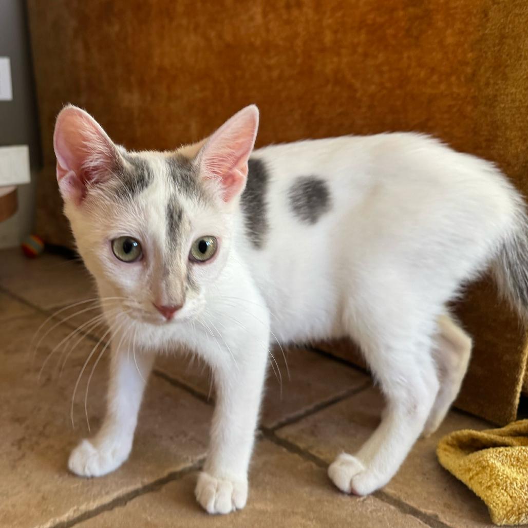 Enlarge Cow, a Adoptable Domestic Short Hair in Escondido, CA image 5/6