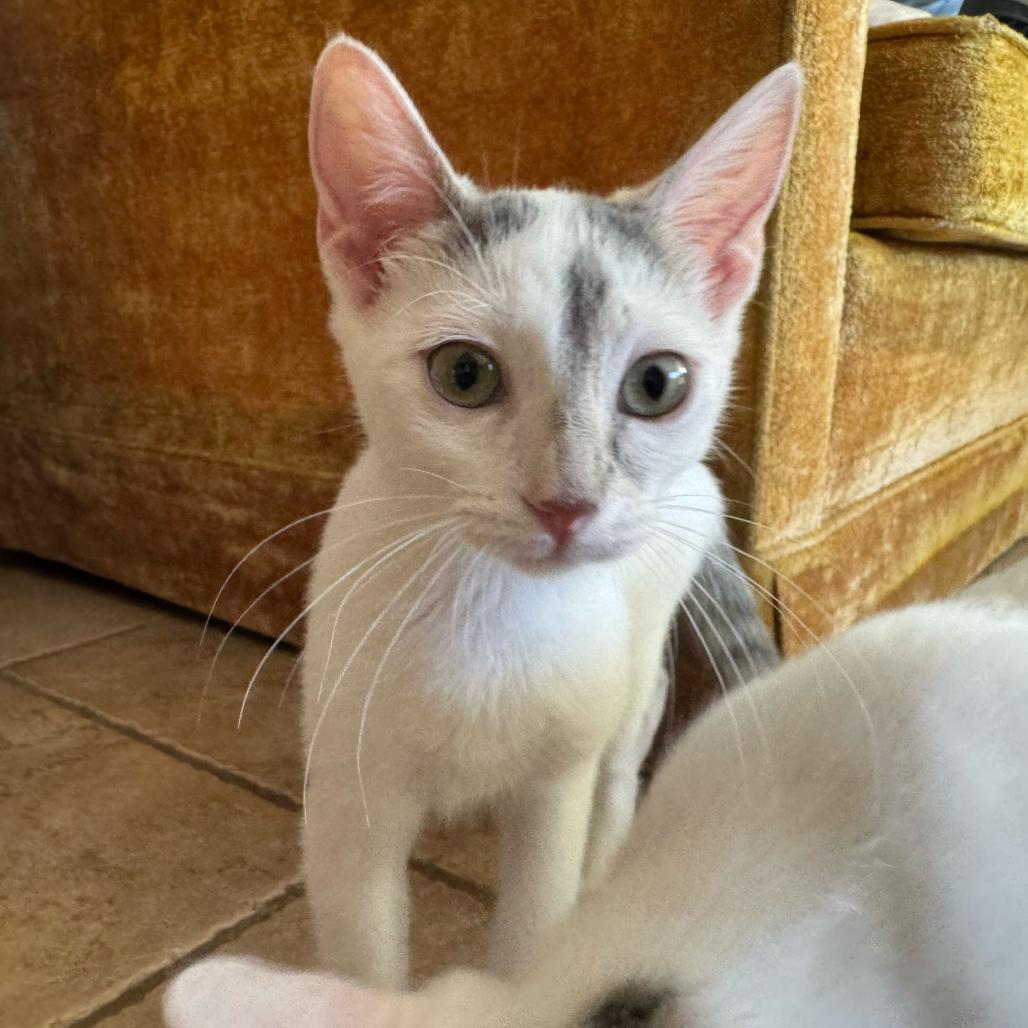 Enlarge Cow, a Adoptable Domestic Short Hair in Escondido, CA image 6/6