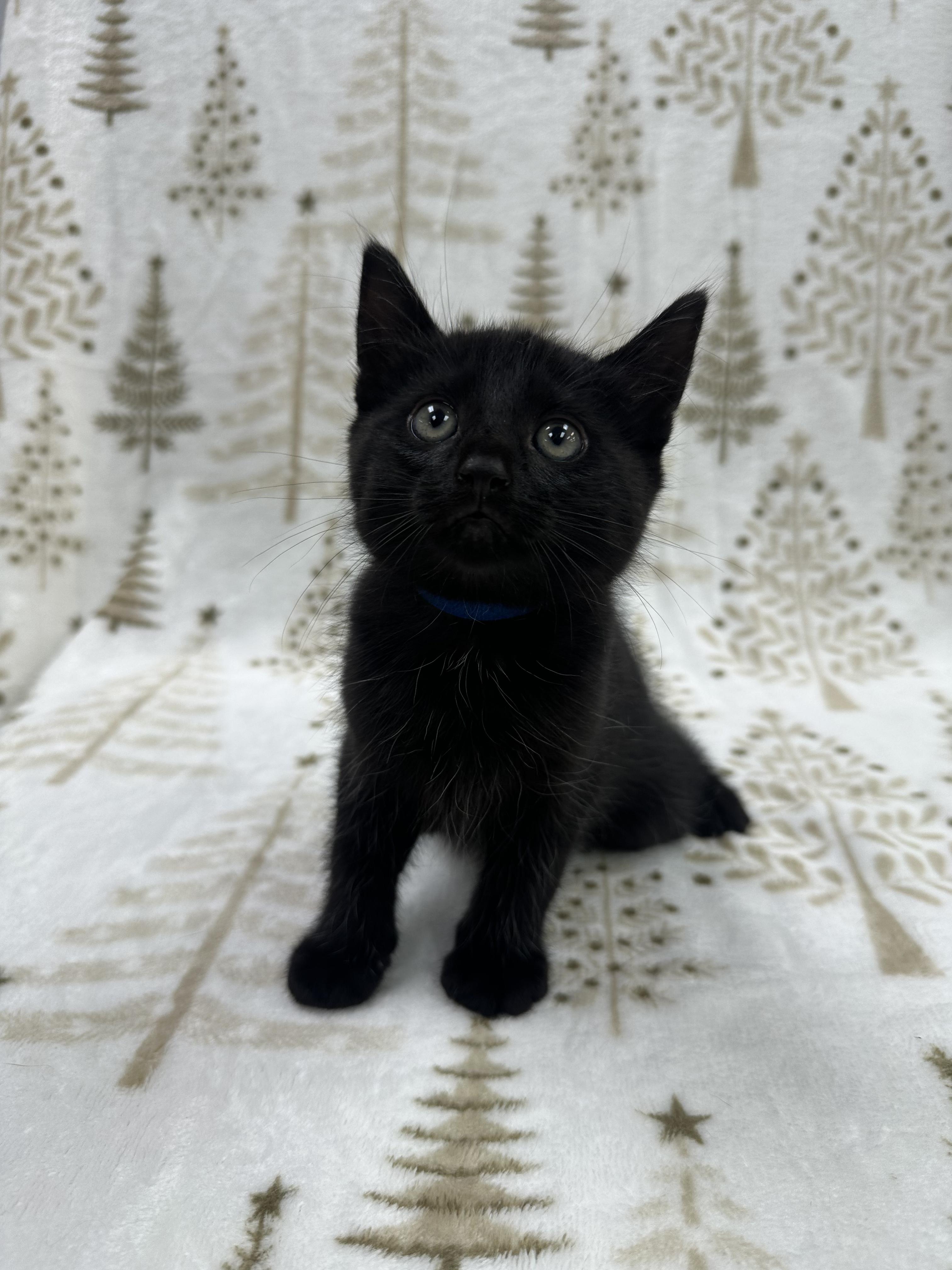 Leonardo, a Adoptable Domestic Short Hair in Columbus, OH image 1/6