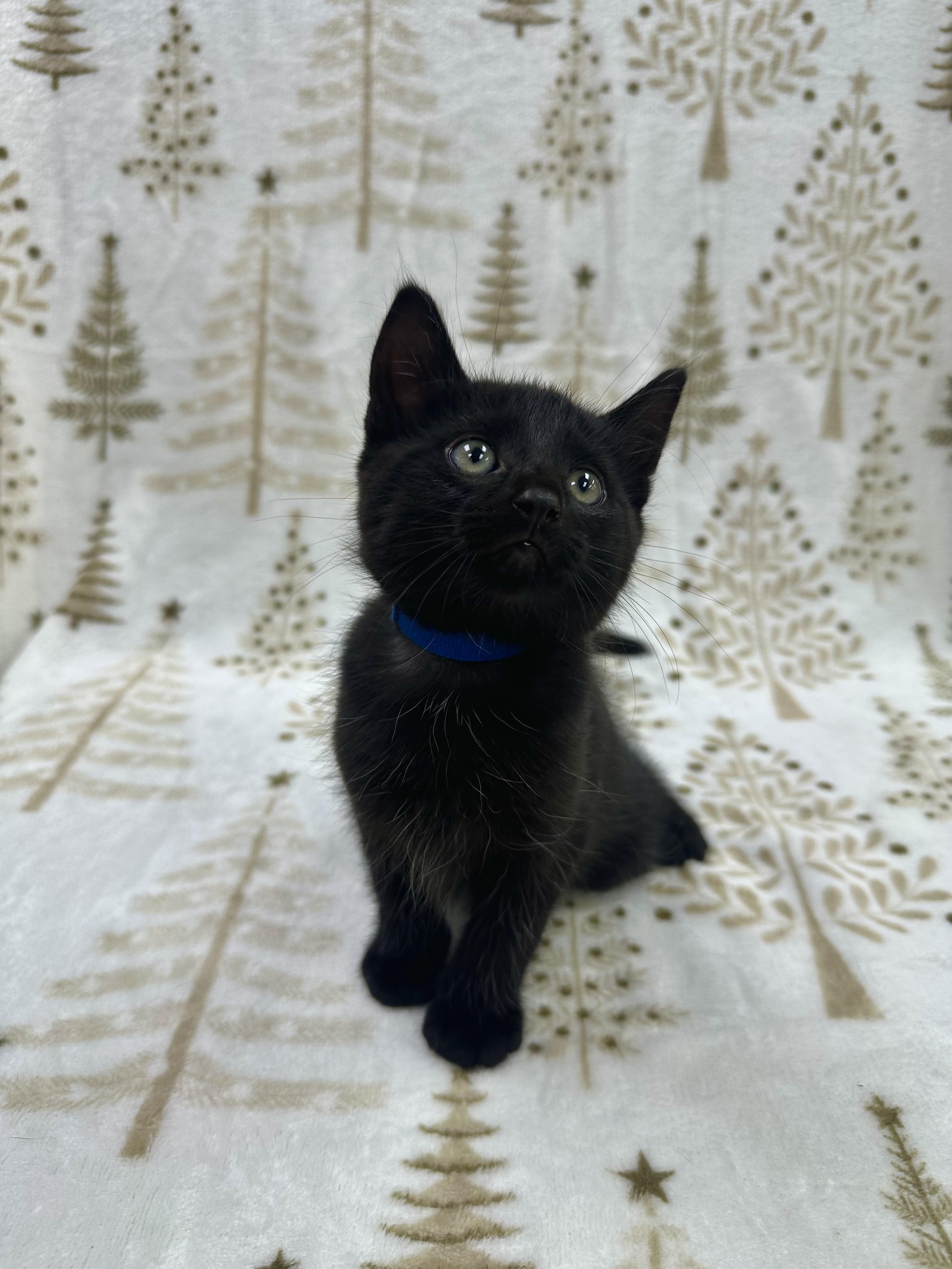 Leonardo, a Adoptable Domestic Short Hair in Columbus, OH image 2/6