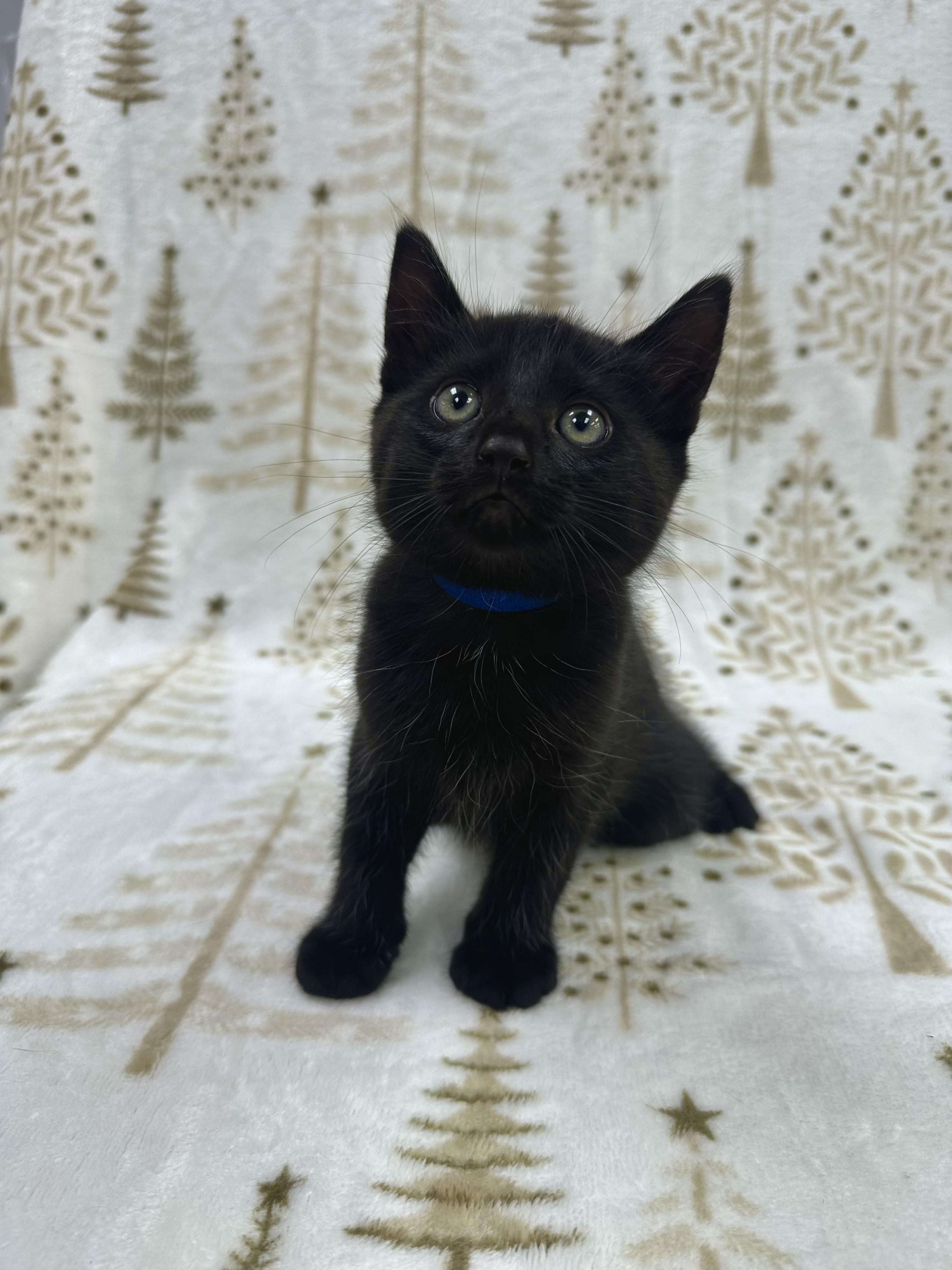 Leonardo, a Adoptable Domestic Short Hair in Columbus, OH image 3/6