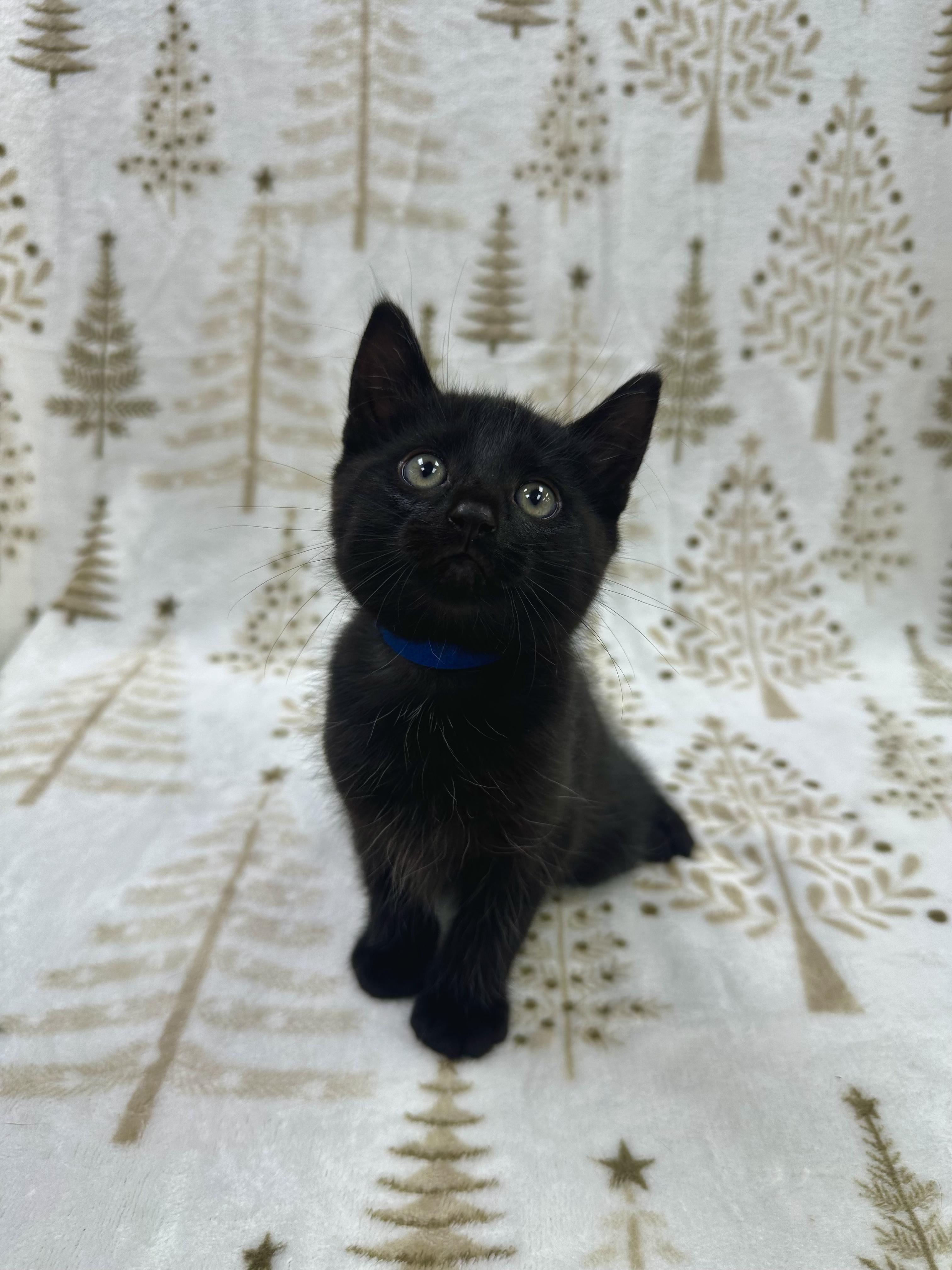 Leonardo, a Adoptable Domestic Short Hair in Columbus, OH image 4/6