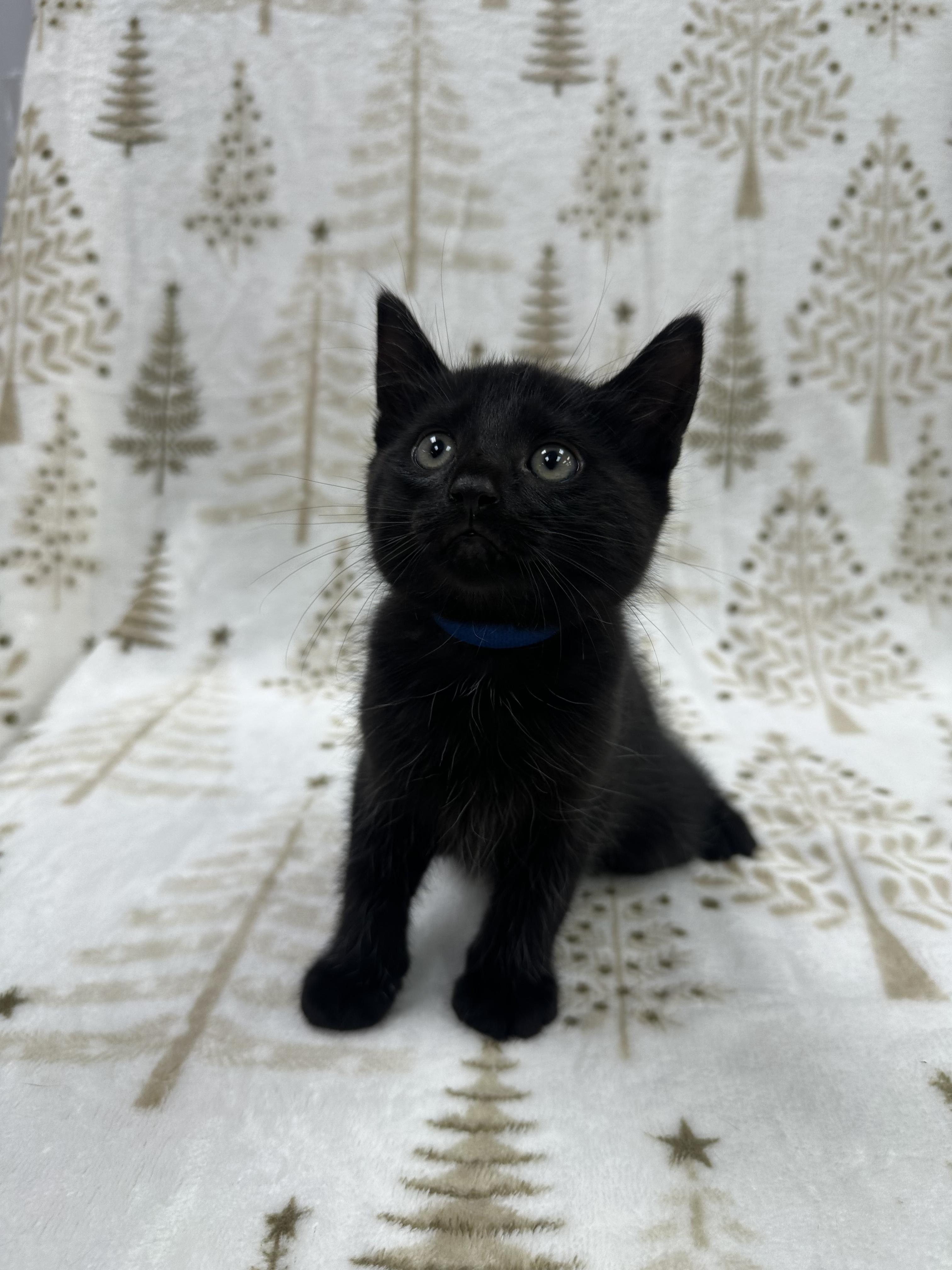 Leonardo, a Adoptable Domestic Short Hair in Columbus, OH image 5/6
