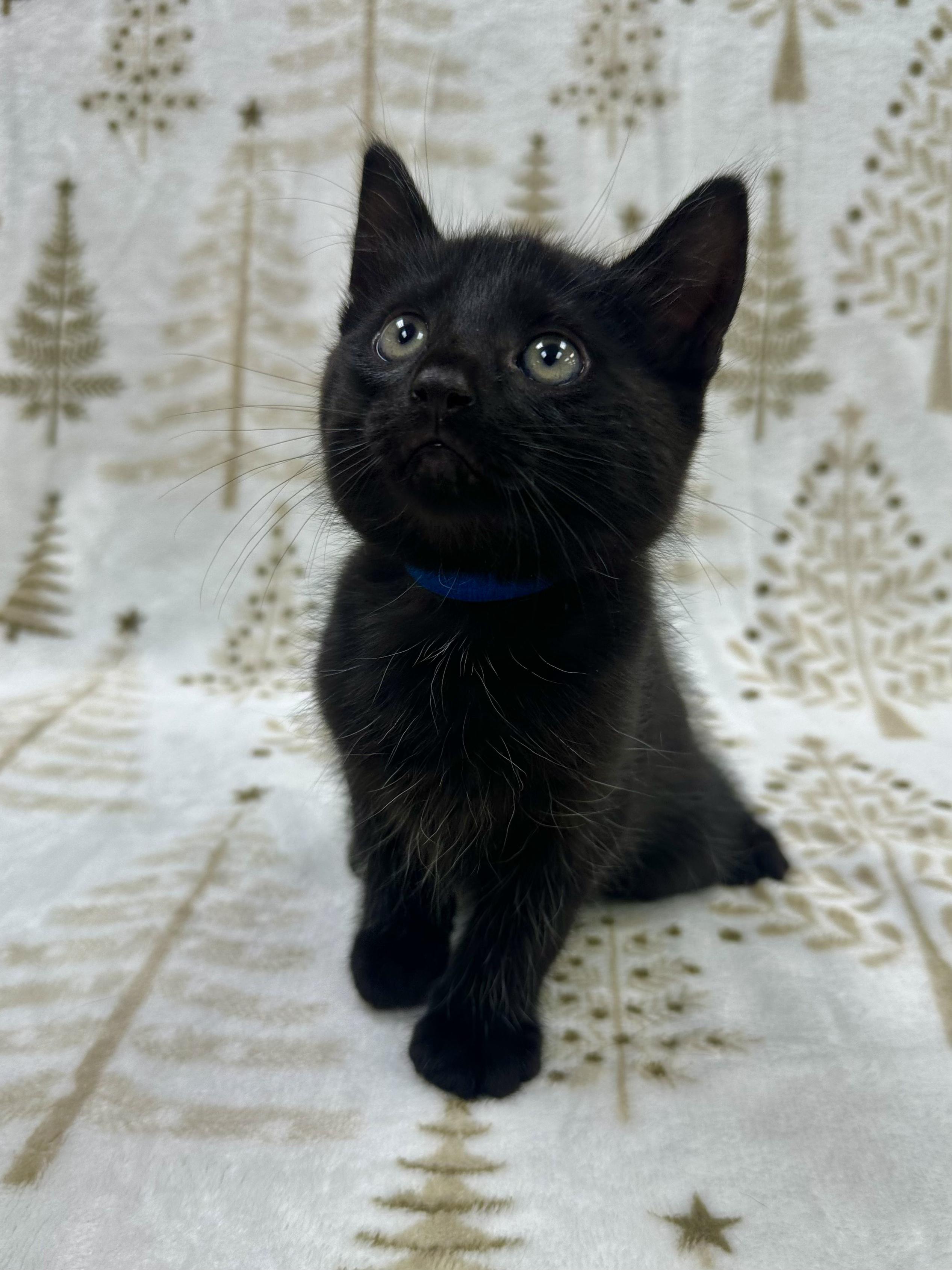 Leonardo, a Adoptable Domestic Short Hair in Columbus, OH image 6/6