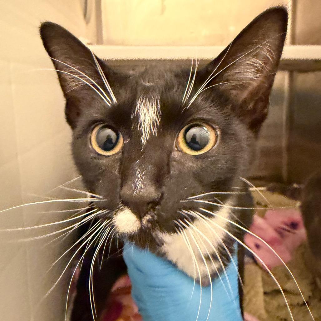 Enlarge Judy, a Adoptable Domestic Short Hair in Council Bluffs, IA image 1/1