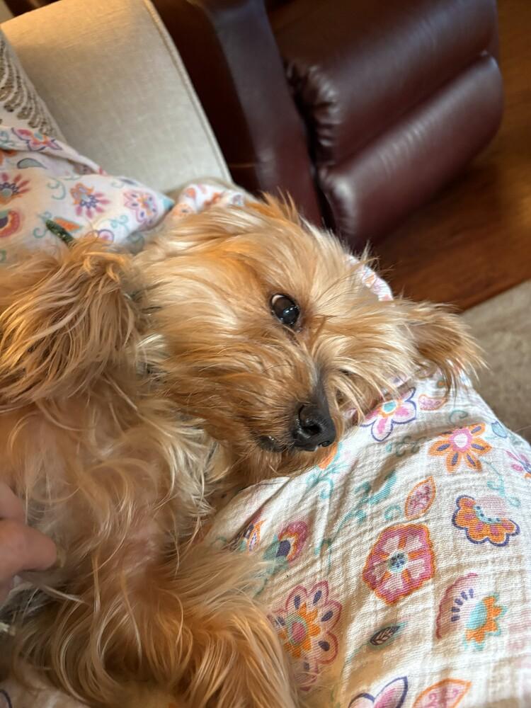 Buddy, Adopted, Adult Male Yorkshire Terrier.