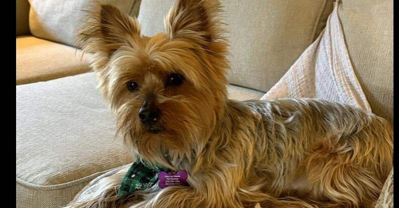 Enlarge Buddy, a Adopted mixed breed in Richardson, TX image 2/3