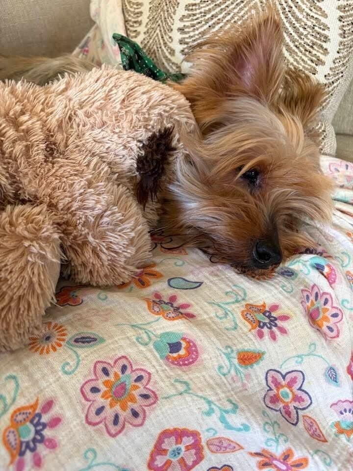 Enlarge Buddy, a Adopted mixed breed in Richardson, TX image 3/3