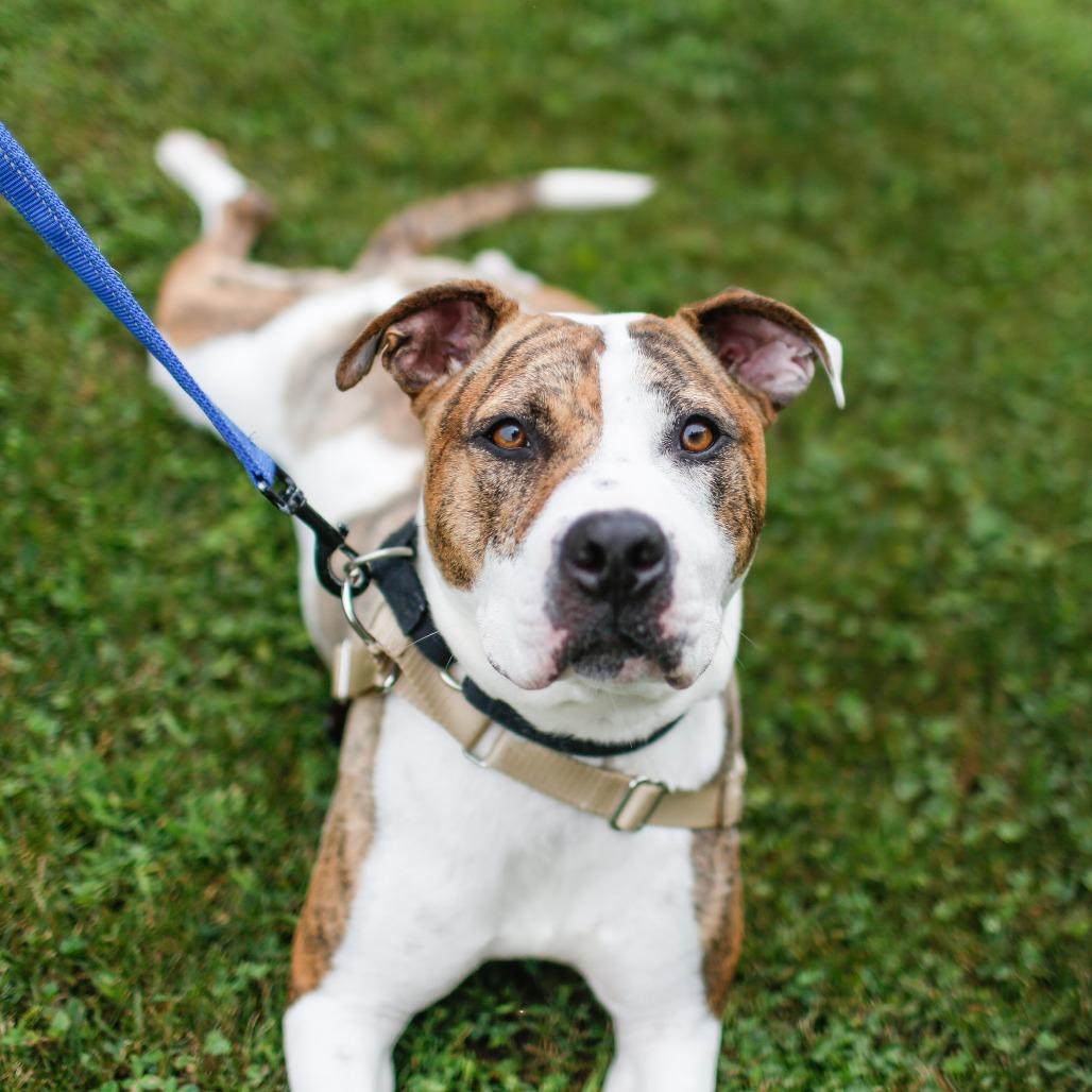 Daffy, Adoptable, Adult Male Mixed Breed.