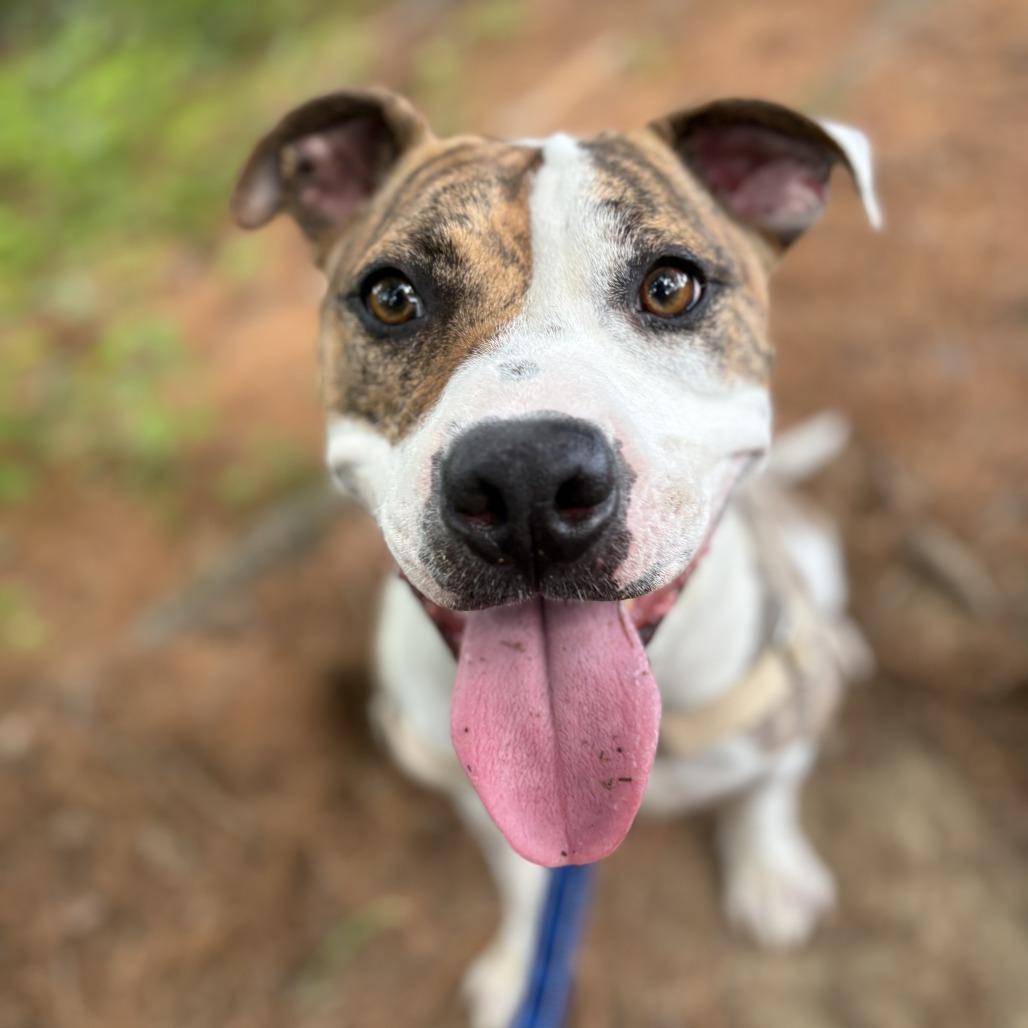Daffy, a Adoptable Mixed Breed in Dover, NH image 2/6