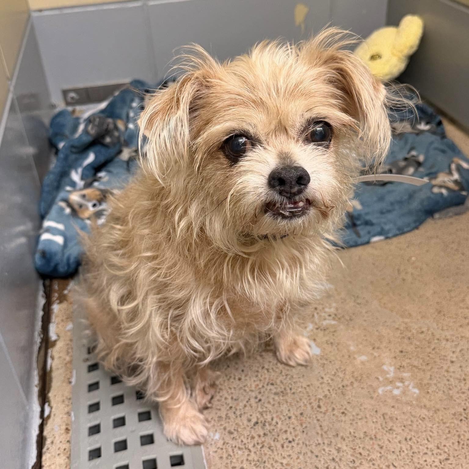 Penny, adopted, Senior Female Miniature Poodle & Norfolk Terrier.