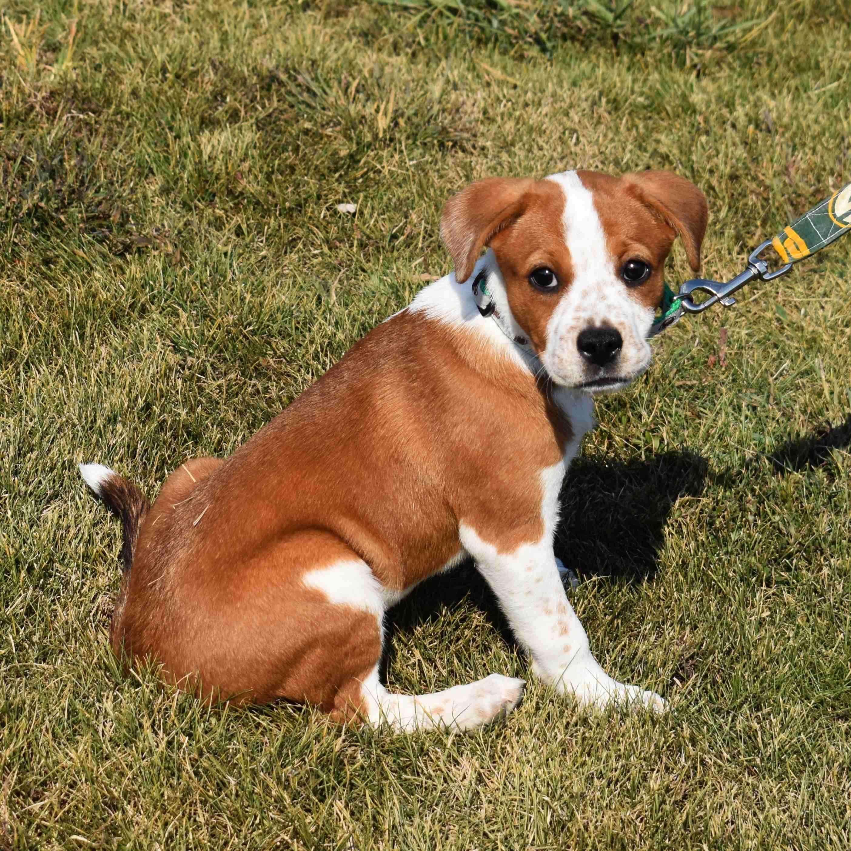 Enlarge Lucy, a Adopted Mixed Breed in Searcy, AR image 6/6