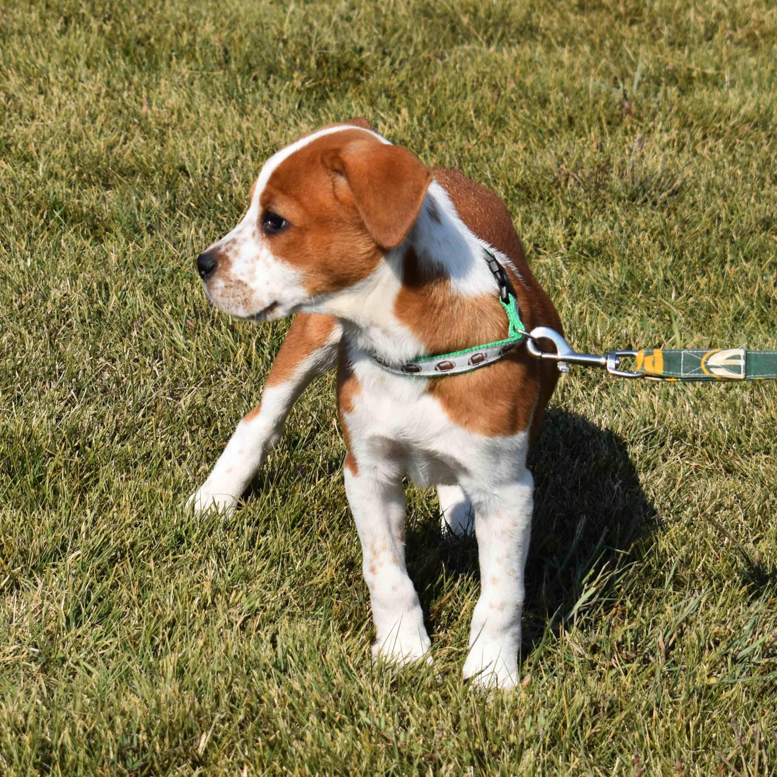 Enlarge Lucy, a Adopted Mixed Breed in Searcy, AR image 2/6