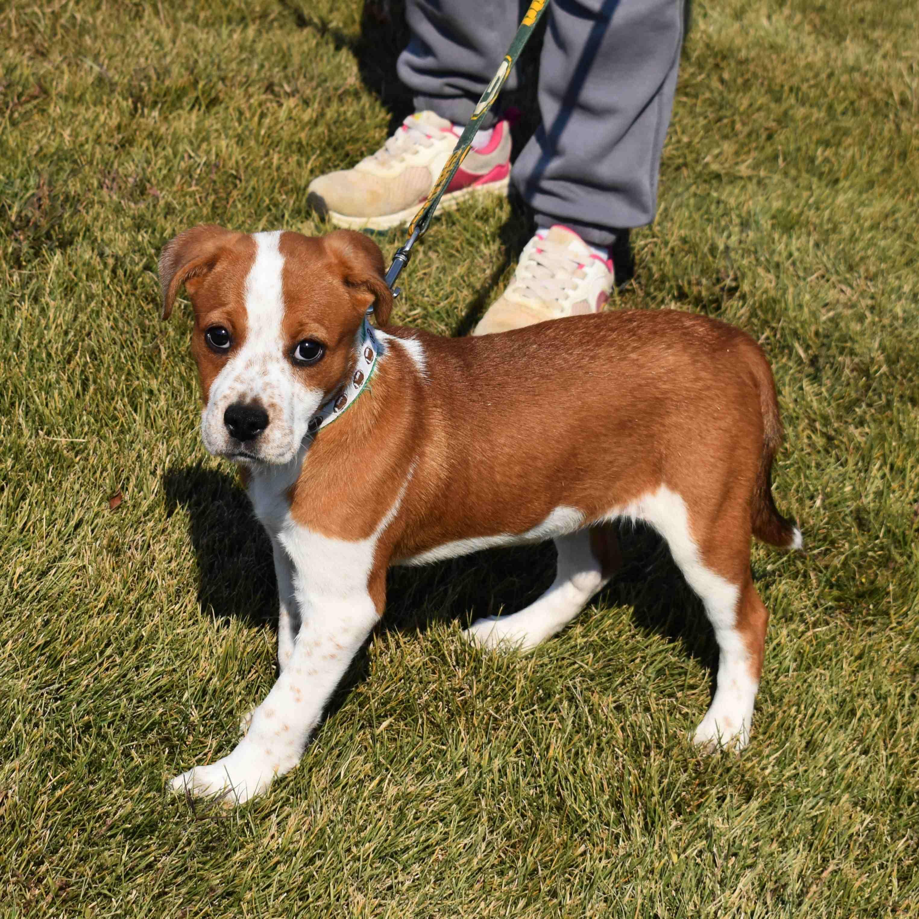 Enlarge Lucy, a Adopted Mixed Breed in Searcy, AR image 5/6