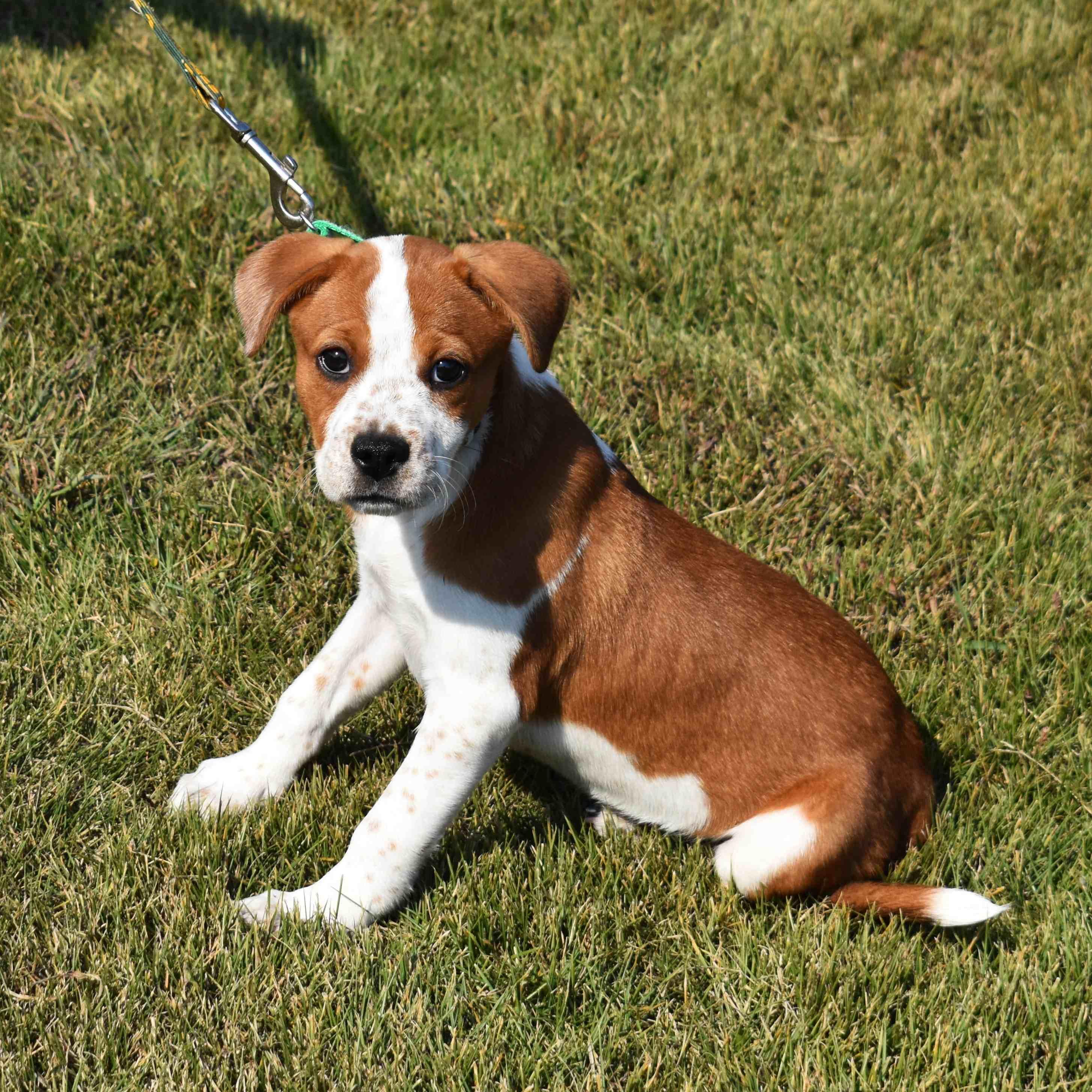 Enlarge Lucy, a Adopted Mixed Breed in Searcy, AR image 1/6